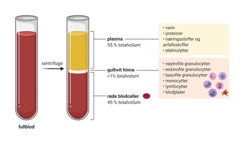 Hva er MCHC i en blodprøve?